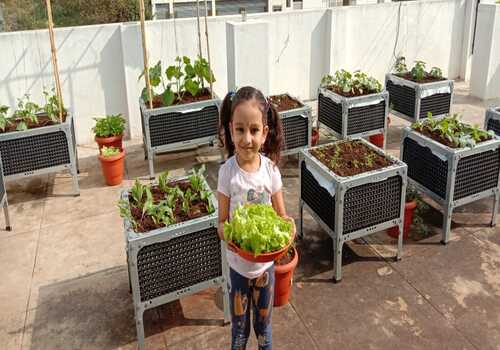 Terrace Garden Services Provider in Noida